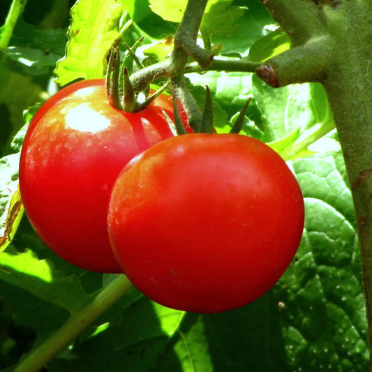 Bonny Best Scarlet Tomato Slicer Seeds - 100 Count - High-Yield, Firm Texture, Bright Red, Flavorful - Solanum lycopersicum