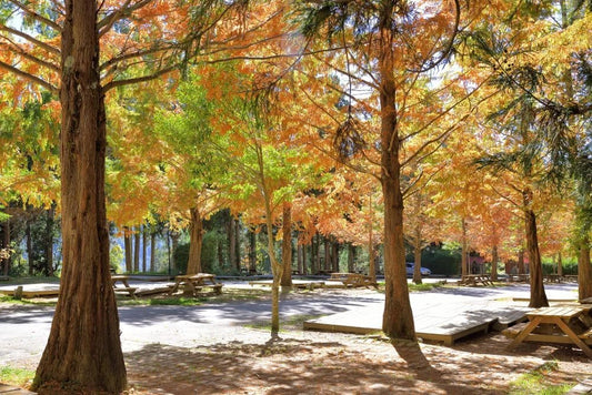 Bald Cypress Tree Seedlings | 12-24 Inches Tall | Taxodium distichum | No Ship to California