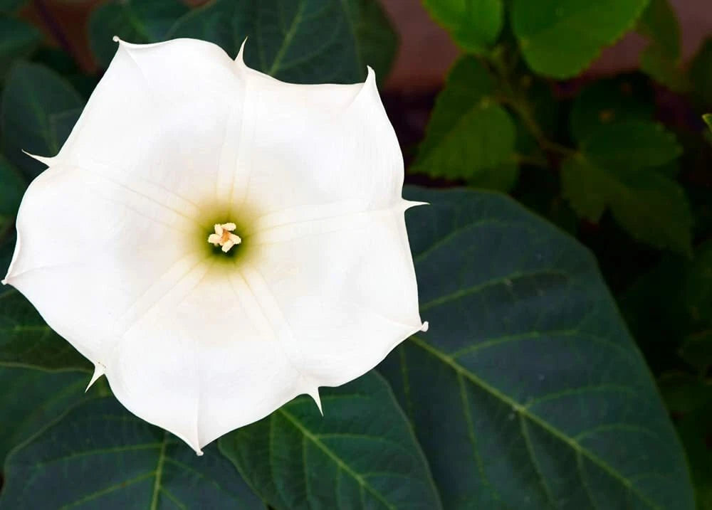 20 White Trumpet Bush Seeds - Fragrant Trumpet Flowers - Tecoma stans 'Alba'
