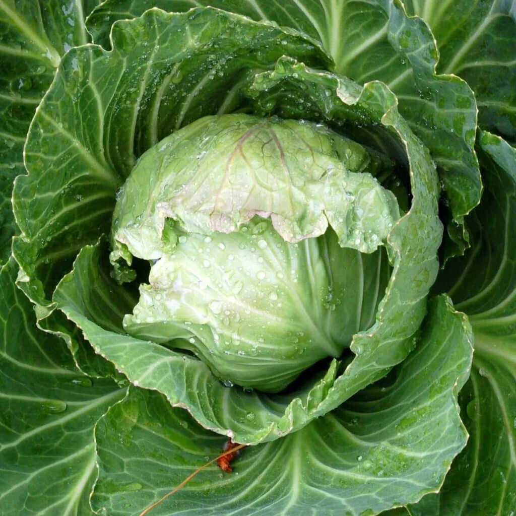 Jersey Wakefield Cabbage Seeds - 500+ Heirloom Seeds for Garden Planting - Brassica oleracea