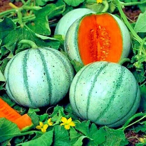 Charentais Melon Seeds 20 Pack NON-GMO Organic French Hybrid Cantaloupe Plant