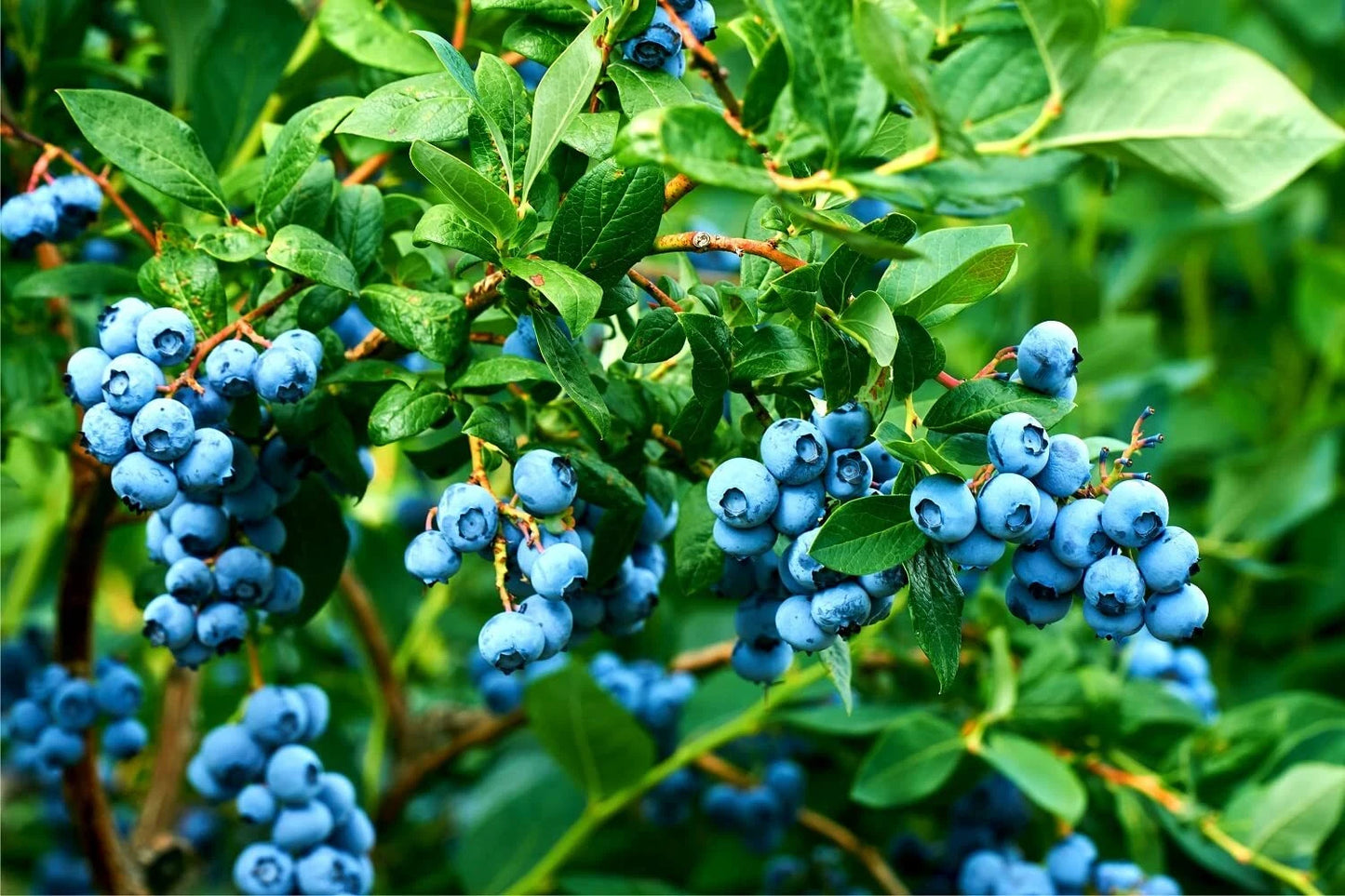 Blueberry Bush Seeds 250+ Seeds Northern Blueberry Vaccinium corymbosum