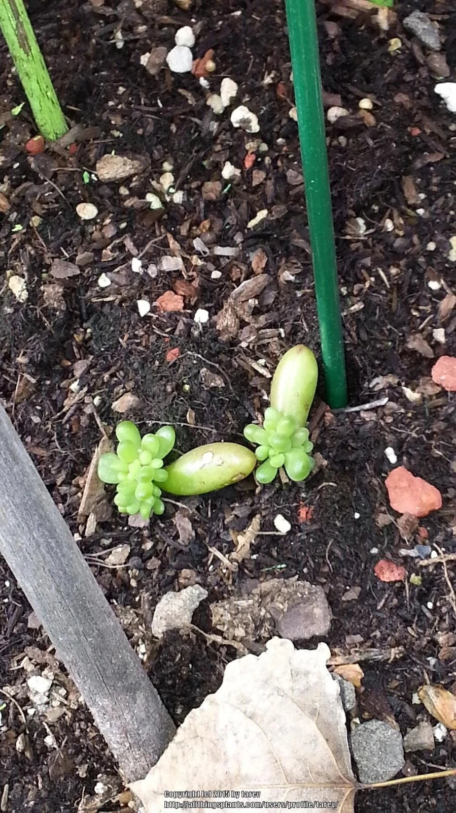 Jelly Bean Plant Cuttings (12) - Sedum Rubrotinctum - Succulent Roots for Propagation - Colorful Green and Red Beans