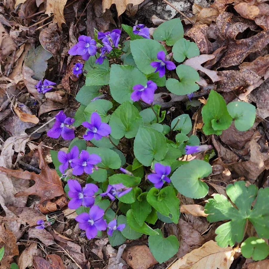 Blue Garden Violet Bare-root Bulbs - Viola rotundifolia - Common Meadow Violet, Edible Perennial Herb for Gardens
