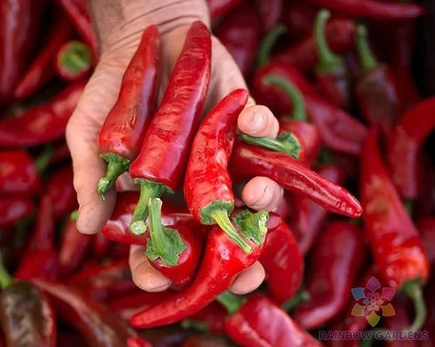 Chimayo Chile Hot Pepper Seeds - 25+ Count - Ideal for Garden Planting - Capsicum annuum - USA