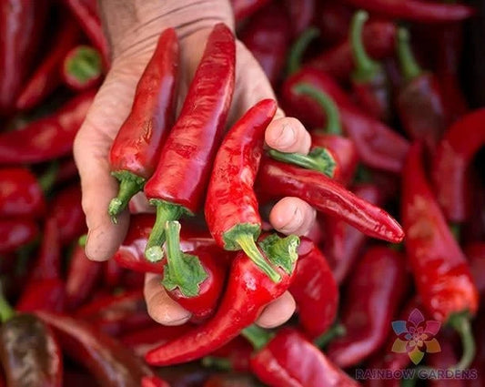 Chimayo Chile Hot Pepper Seeds - 25+ Count - Ideal for Garden Planting - Capsicum annuum - USA
