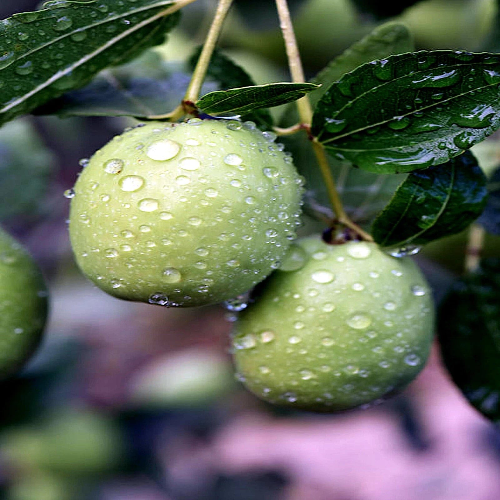 Jojoba Tree Seeds - Rare Medicinal Fruit Oil - Simmondsia chinensis - Goat Nut Plant