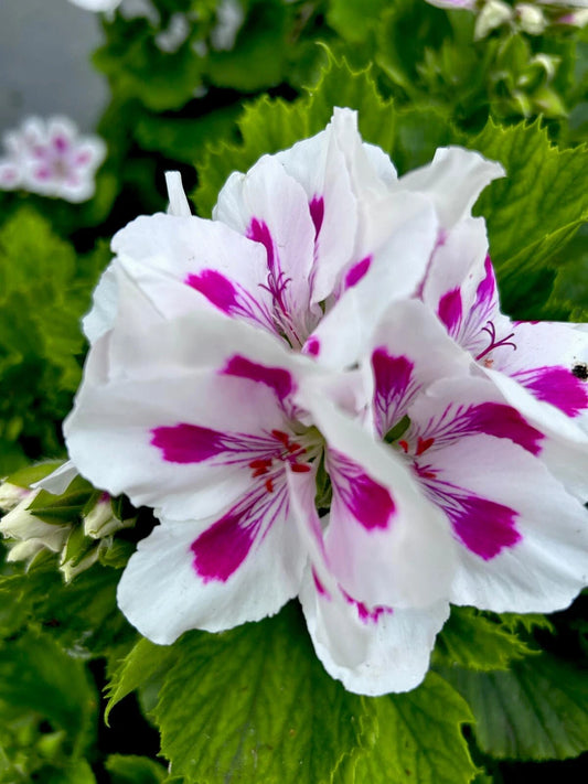 Geranium Live Plants 10-12" Tall White Vibrant Pink Perennial Pelargonium