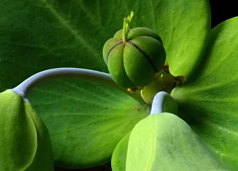 30 Mole Plant Seeds - Euphorbia lathyris Caper Spurge - Fast-Growing Perennial for Gardens and Landscapes