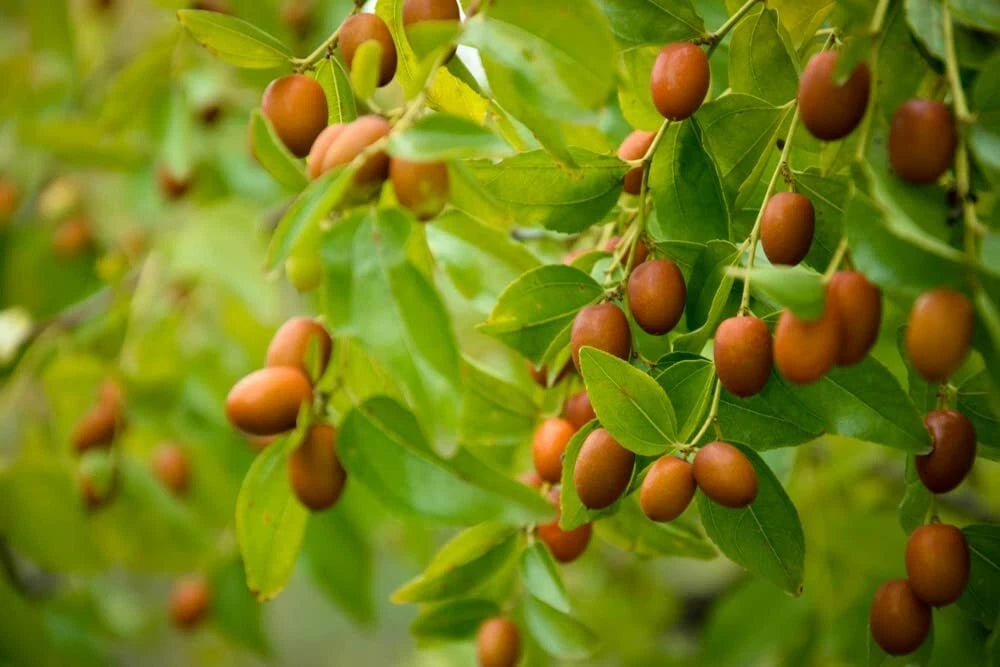 Chinese Date Tree Seeds - 6 Seeds for Planting - Jujube Tsao Zizi - Ziziphus jujuba