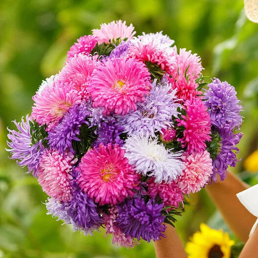 Aster Seeds - 200 Non-GMO Seeds - Giants Mixed Colors - Vivid Blooms - Aster spp.