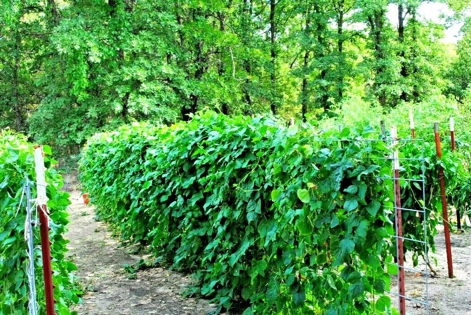 BLUE LAKE Pole Beans Seeds (50+ Count) - Native Heirloom Vegetable Garden - Phaseolus vulgaris