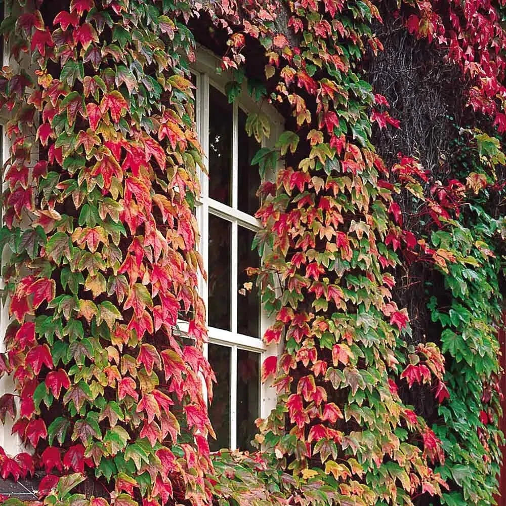 Boston Ivy Seeds - 50 Pack - Grape Ivy, Japanese Creeper - Parthenocissus tricuspidata - USA Seller 2024
