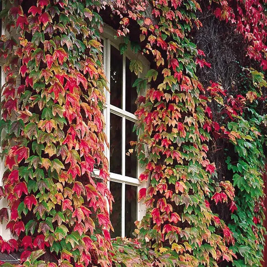 Boston Ivy Seeds - 50 Pack - Grape Ivy, Japanese Creeper - Parthenocissus tricuspidata - USA Seller 2024