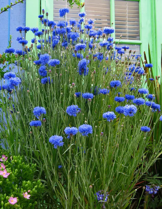Bachelor's Button Flower Seeds - Blue Double Variety - Florist Quality - Centaurea cyanus