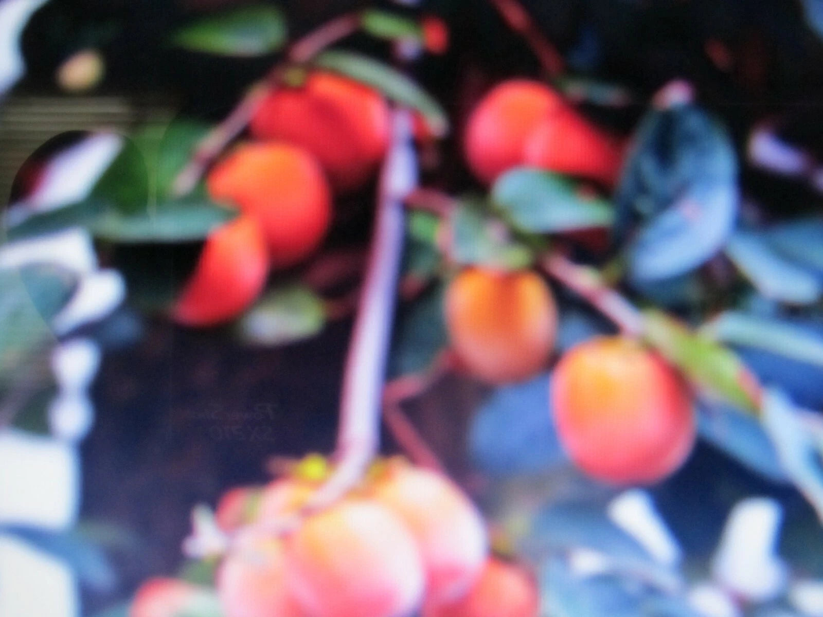 American Persimmon Tree Cuttings - 7 Fresh Cuttings, Diospyros virginiana, Ideal for Planting and Propagation