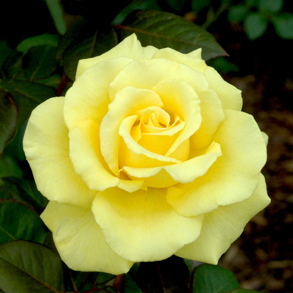 Texas Running Roses Yellow Texas Rose Cuttings (3) for Rooting - Rosa Texana – Jayme Garden