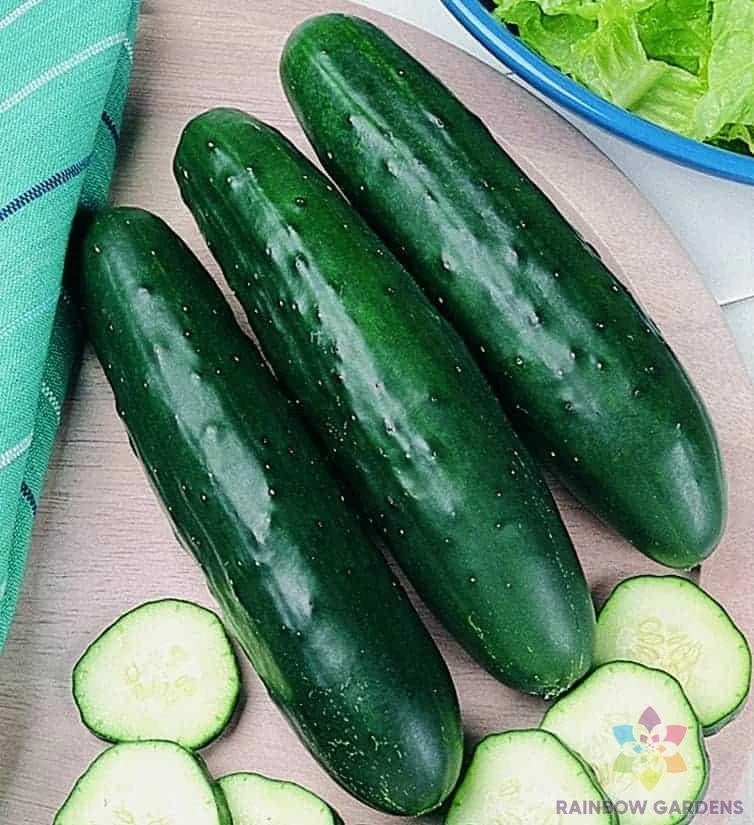 Fanfare Cucumber Seeds - 25+ Pack for Garden Planting - Cucumis sativus - USA Grown, Free Shipping
