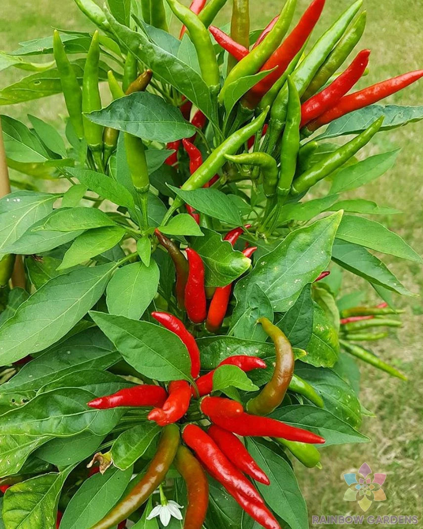 Tien Tsin Hot Pepper Seeds - 25+ Pack - Spicy Variety for Garden Planting - Capsicum annuum - USA