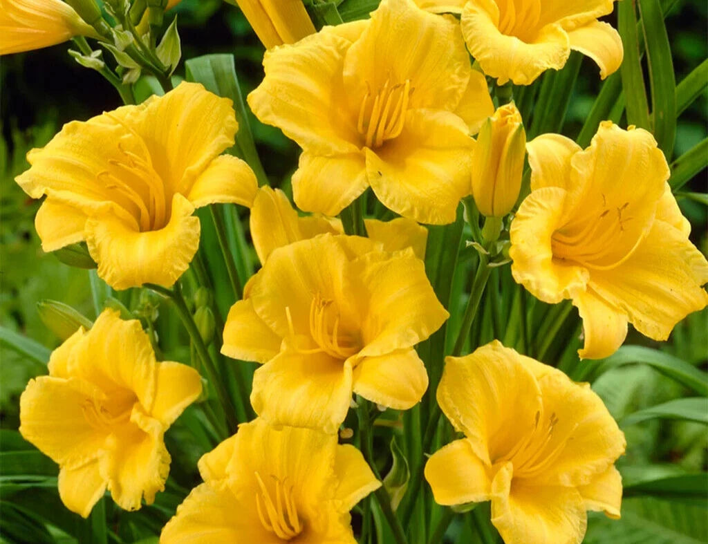 STELLA D'ORO Daylily Live Plant - 8 Eyed Clump Bareroot - Hemerocallis 'Stella de Oro' - Perennial Flowering Plant