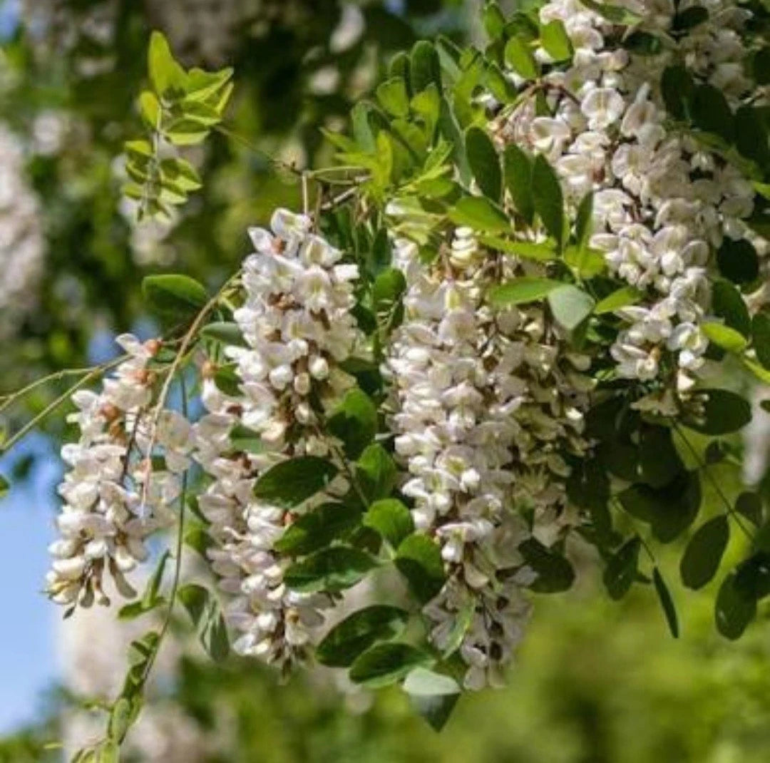 Black Locust Sapling Bare Root Live Plant - All Natural Robinia pseudoacacia