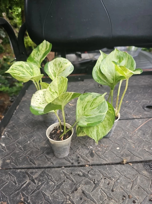 Manjula Pothos Plant 2.5" Pot Variegated Epipremnum Live Rooted Houseplant