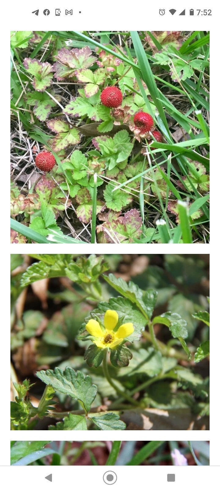 Wild Mock Strawberry Bare Root Plants 30+ Medicinal Herb Duchesnea Indica Edible Leaves & Berries