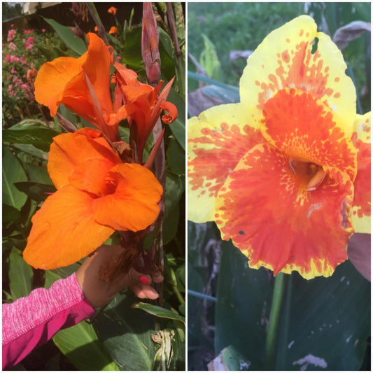 Canna Lily Bulbs Mixed - 4 Pack, 2 of Each Color - Bulbos De Coyoles Mezclados, Colorful Tropical Garden Plants