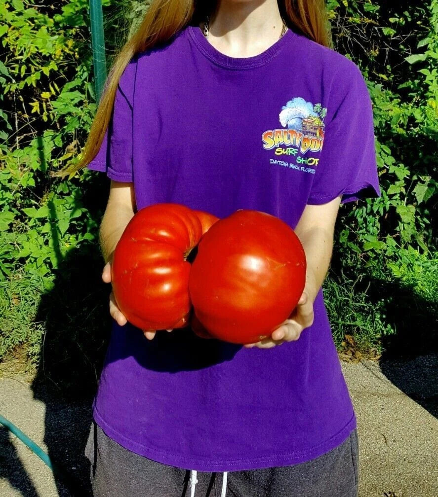 Big Zac Tomato Seeds - 30+ Count - World Record Size - Rare Heirloom Variety - Solanum lycopersicum