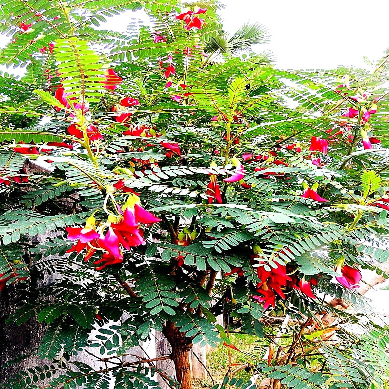 20 Hummingbird Tree Seeds - Agati Flower Plant - Sesbania grandiflora - Rare Tropical Seeds for Gardens