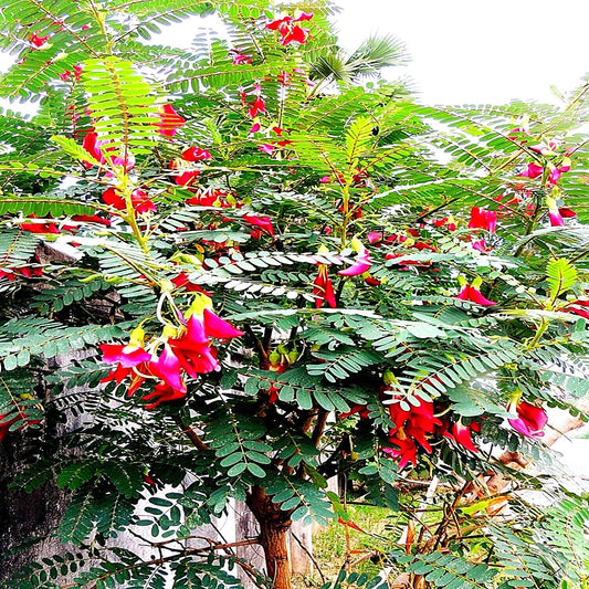 20 Hummingbird Tree Seeds - Agati Flower Plant - Sesbania grandiflora - Rare Tropical Seeds for Gardens