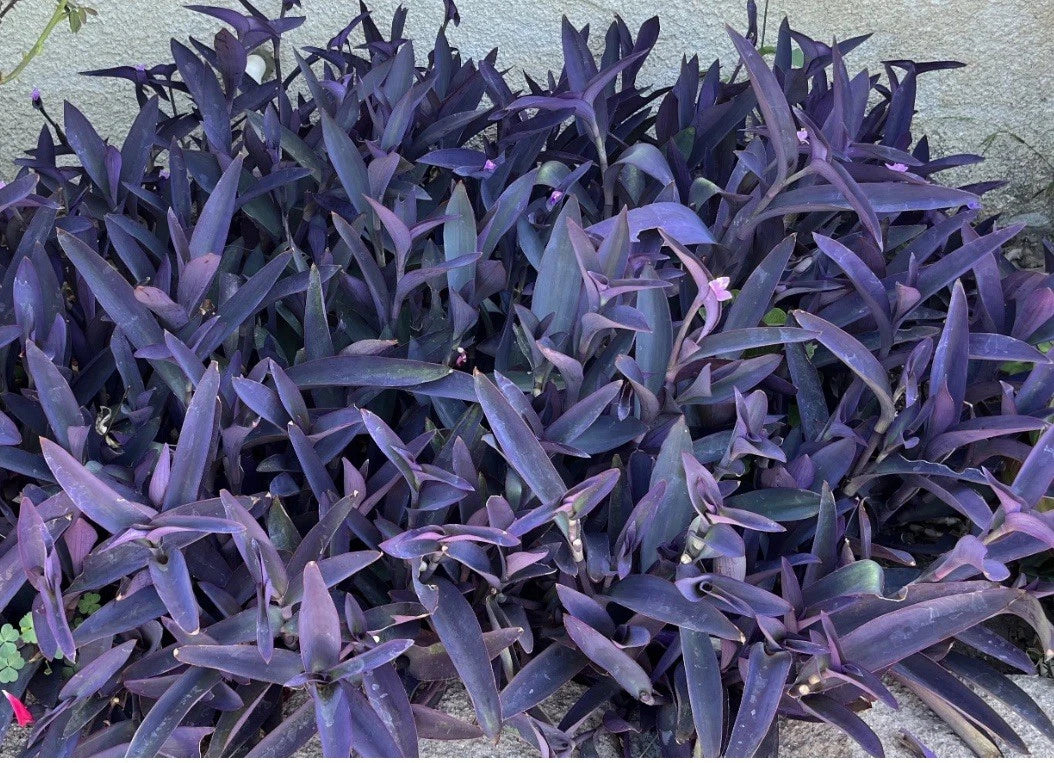 jade plant purple Purple Jade Cuttings - 8 Easy to Grow Purple Perennial Plant