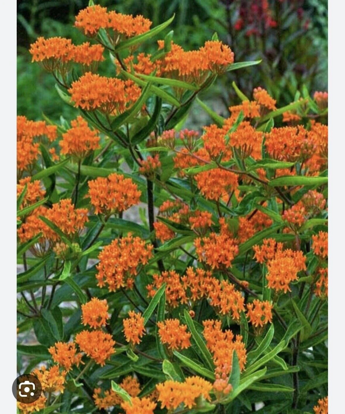 Butterfly Weed Plants - 5 Bare Root Asclepias Tuberosa - Monarch Perennial - Organically Grown - Appalachian Mountains