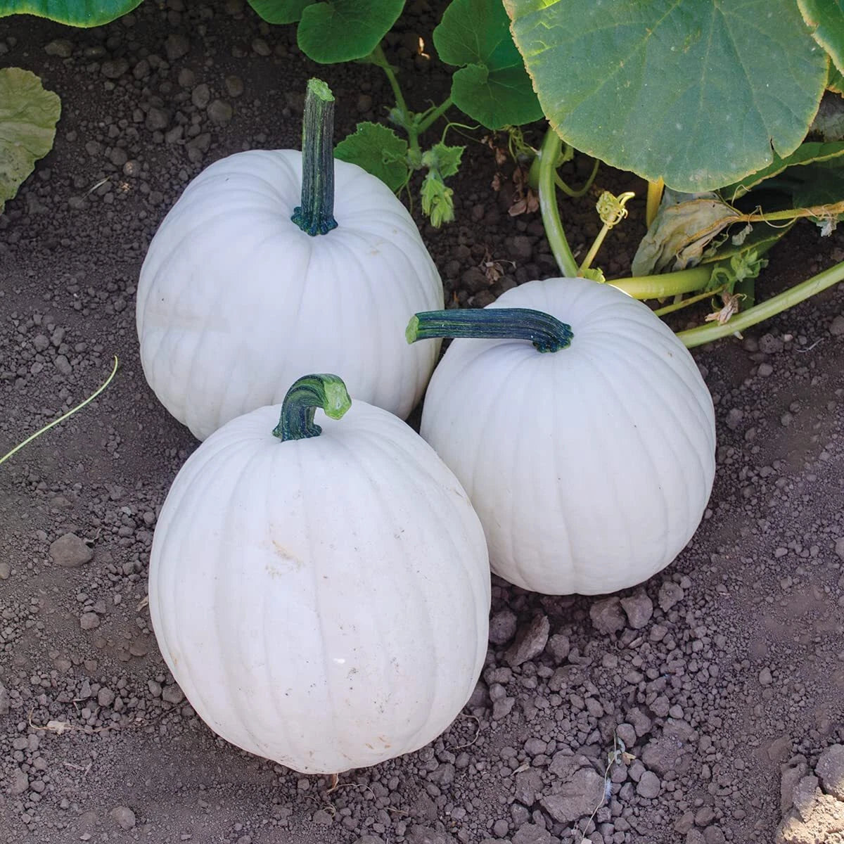 Yeti Pumpkin Seeds for Planting - 10 Seeds - Grow 5 Pound White Pumpkins - Cucurbita pepo