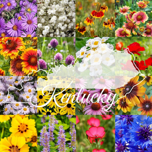 Kentucky Wildflower Seed Mix 1/4LB Bulk Variety for 2,000 sq ft Coverage (Native Wildflowers)