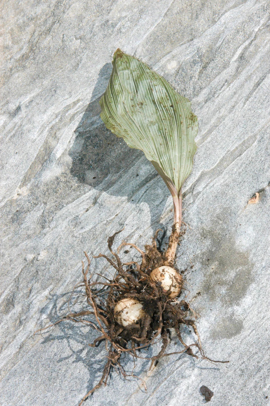 2 Adam & Eva Orchids (Putty Root, Aplectrum hyemale) | Winter Orchid Bare-Root Bulbs | Woodland Shade Native Wildflower