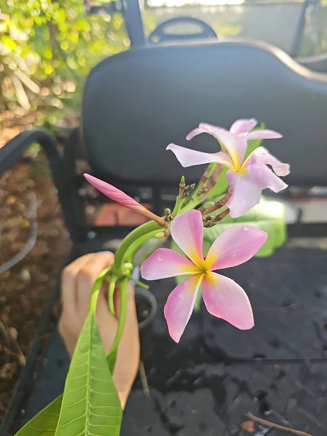 XL Rooted Plumeria Live Plant Cutting - Pink Yellow Flower in Bloom - Plumeria spp.