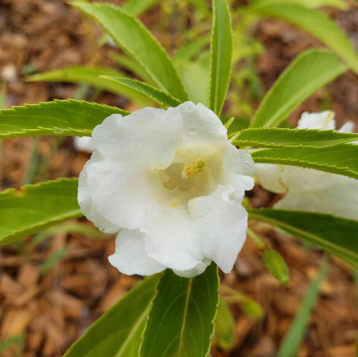 Garden Balsam Seeds | 25 Organic Heirloom Seeds | Impatiens Balsamina | Butterfly-Friendly