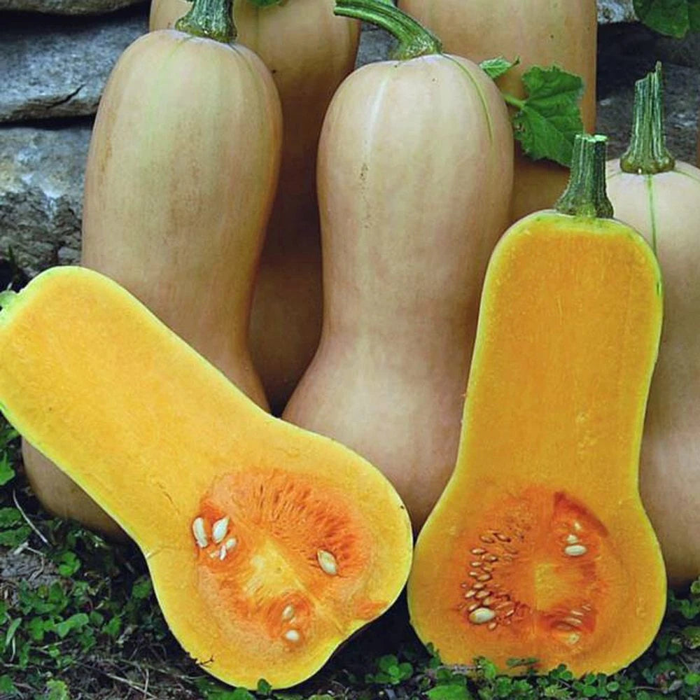 Butternut Squash Seeds 25 Ct NON-GMO Waltham Winter Vegetable Cucurbita moschata - USA Grown, Free Shipping