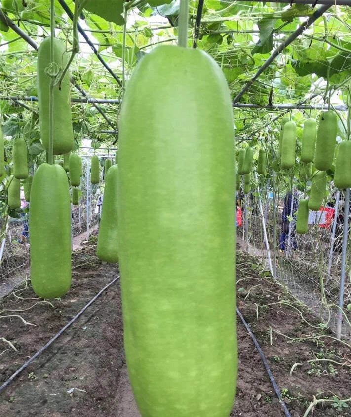 Calabash Bottle Gourd Seeds - 15+ Seeds - Chinese Pugua Nam Tao Yao Lauki Opo Vegetable - USA