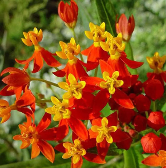 Blood Flower Seeds 100+ Tropical Milkweed Annual Flower Seeds Asclepias curassavica Free Shipping