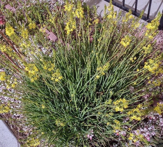 Cactus Cutting - #49 - Succulent Variety - Perfect for Plant Propagation - Ideal for Home Decor - Unique Houseplant