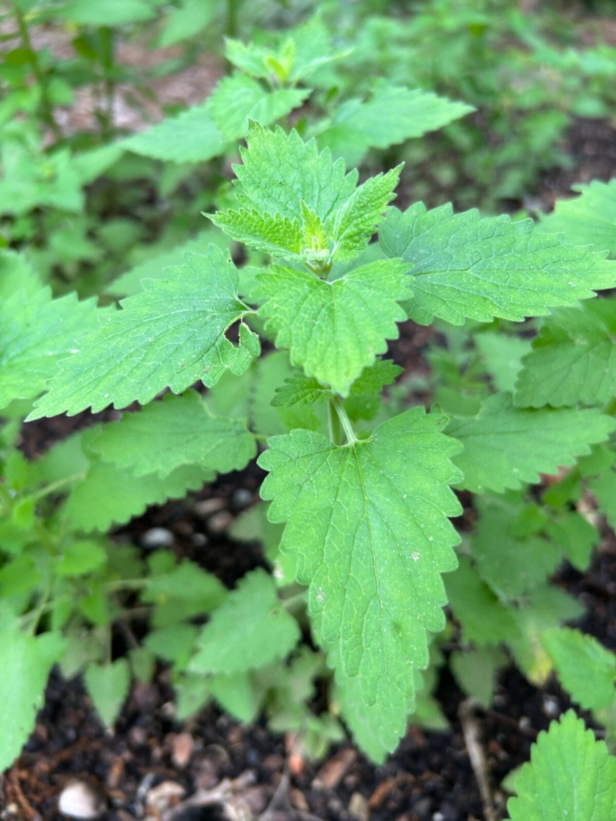 Catnip Plants - 3 Established Live Perennials - Nepeta Cataria - Organic, Pesticide-Free, Rooted Transplants for Cats