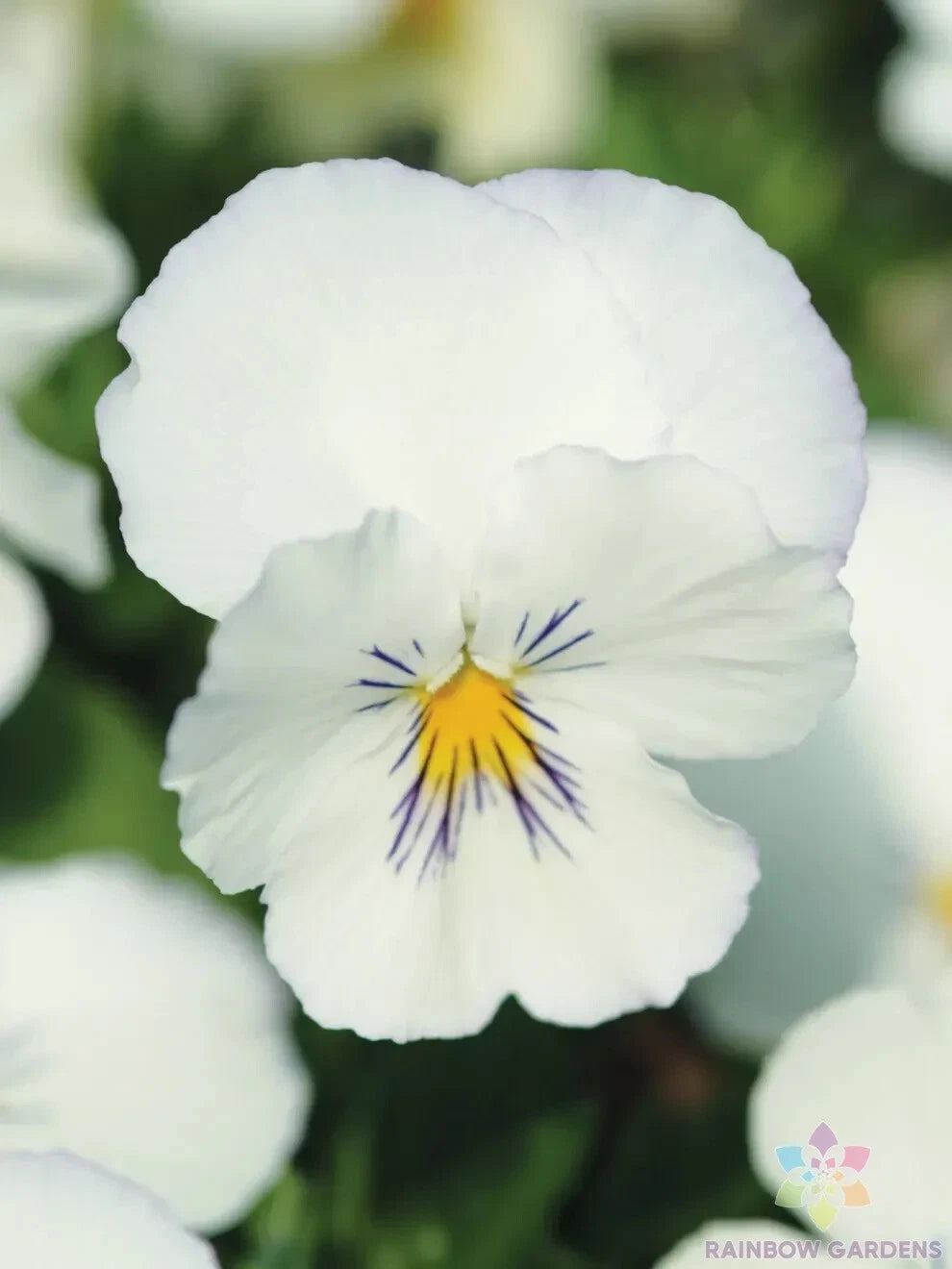 200+ White Pansy Seeds (Viola) for Garden Planting - Spreading Plentifall Variety, Ideal for Flower Beds