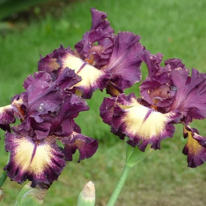 Iris Rhizome - Blood Moon Variety - Iris Germanica - Perennial Flower Plant