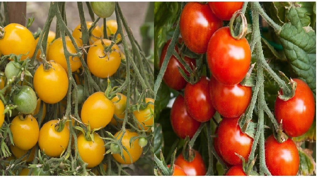 Small Tomato Seeds - Red & Yellow Cherry, Heirloom, Non-GMO, Fresh Vegetable Seeds, Solanum lycopersicum