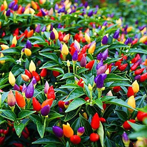 5 Color Pepper Plant Seeds | 25+ Seeds | Exotic Varieties for Planting | Capsicum annuum