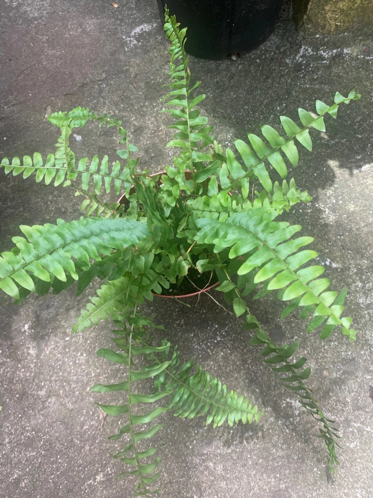 Rooted Boston Fern Plant - Lush Green Indoor/Outdoor Decor - Nephrolepis exaltata