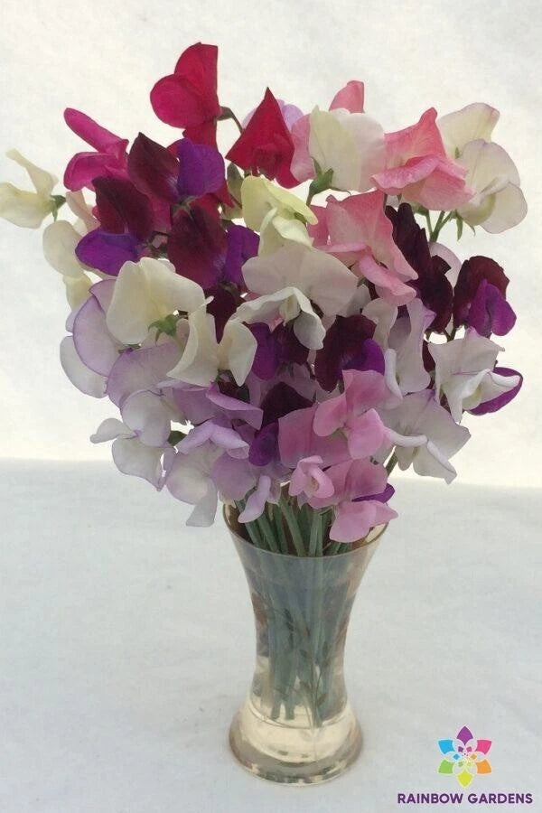 50+ Sweet Pea Seeds Mixture for Garden Planting - Lathyrus odoratus - USA - Free Shipping