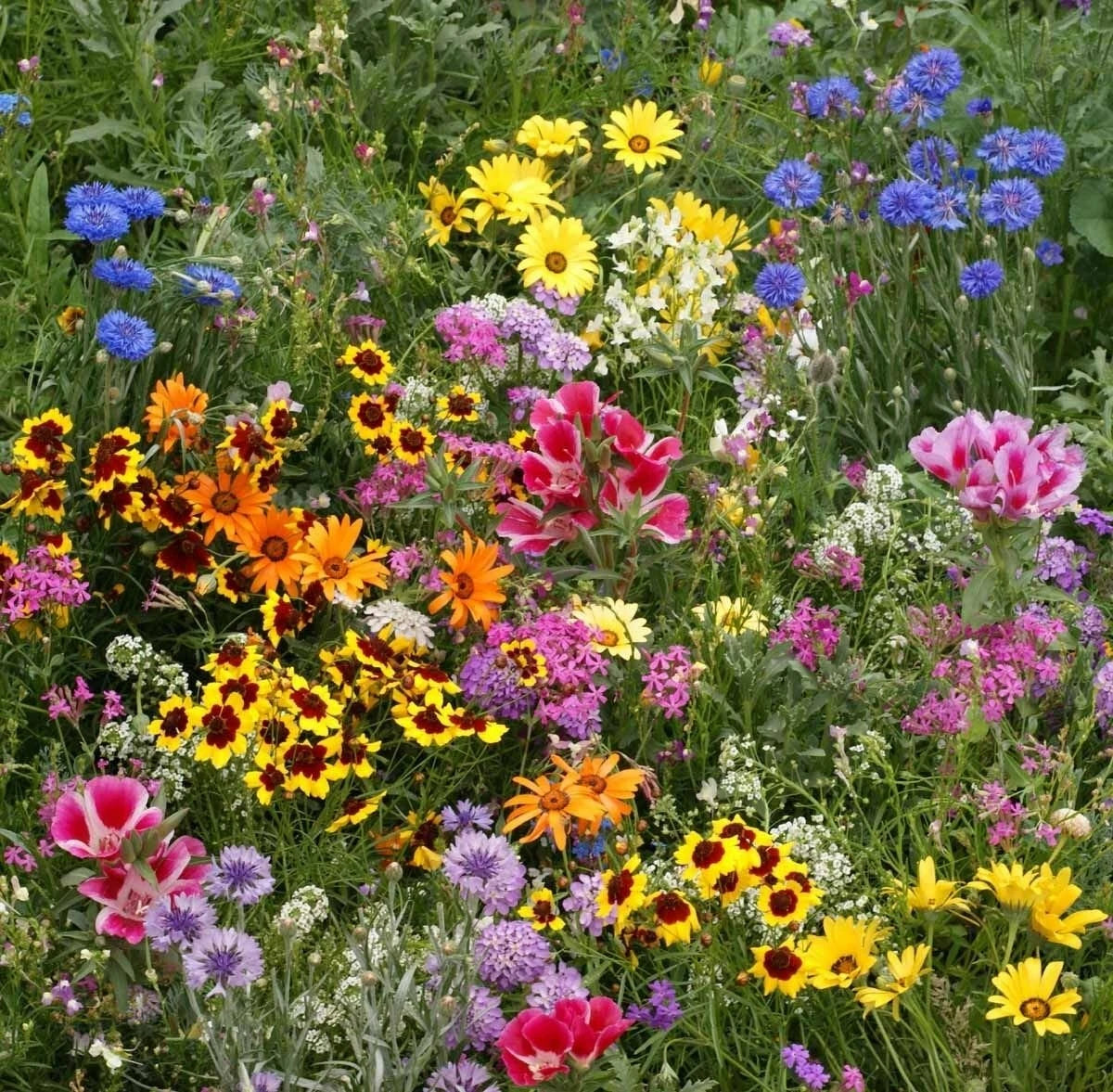 Wildflower Mix Seeds, Late Bloomer, Autumn Flowers, Fall Bloom, 100% Natural